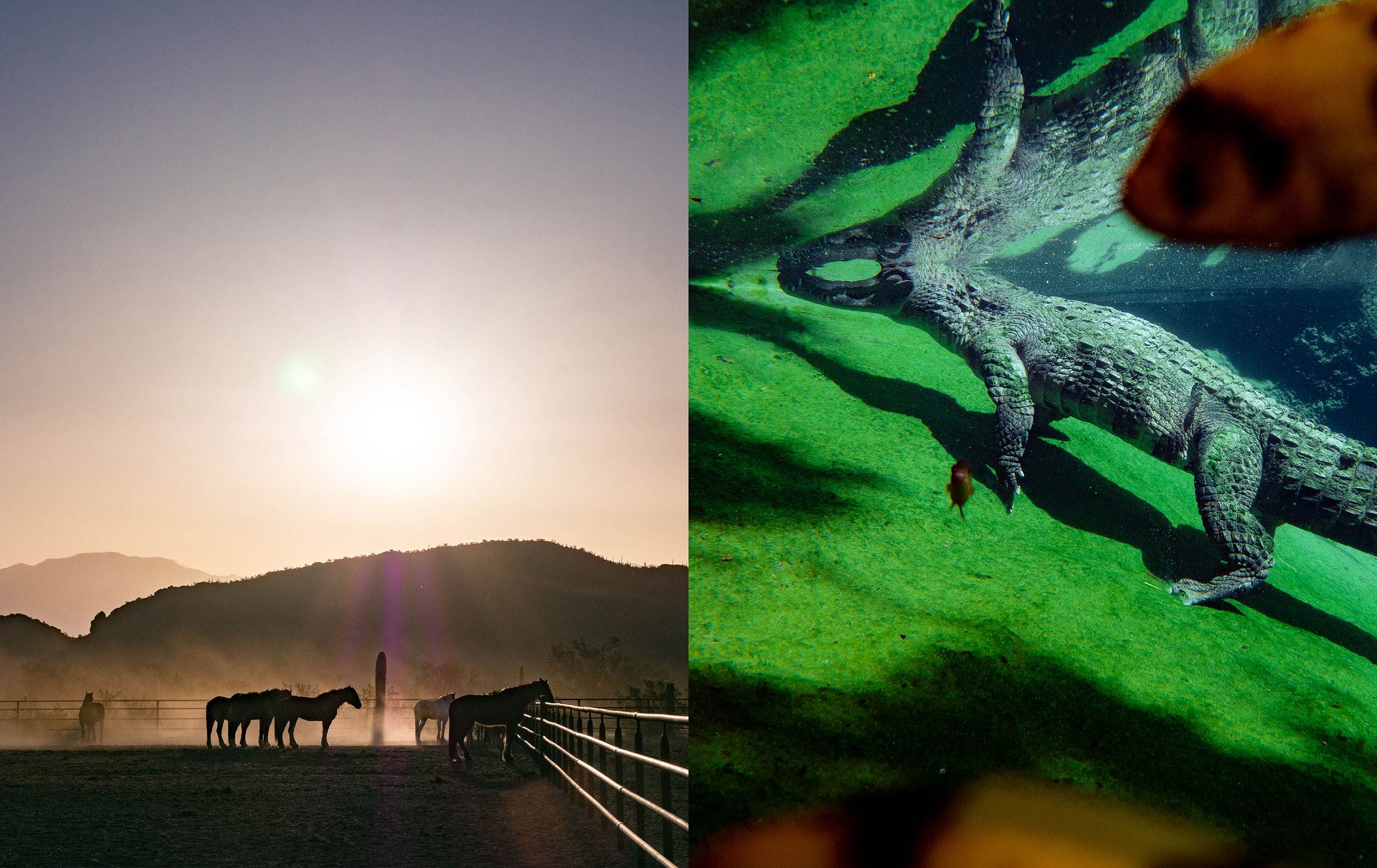LUNA Magazin | Reportagen Arizona vs Florida